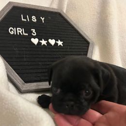 Girl 4 - Black female Pug puppy in Norborne, Missouri from Pug Palace