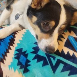 Pembroke Welsh Corgis from Triple T Corgis