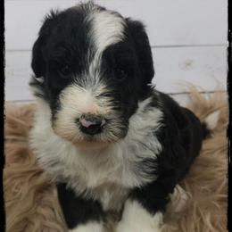 Hulk - Black and white male Sheepadoodle puppy in Farley, Iowa from Iowa's Doodle Co.
