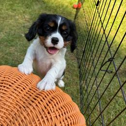 Pink Collar Girl - Tri-color female Cavalier King Charles Spaniel puppy in Snohomish, Washington from The Cavi Pack