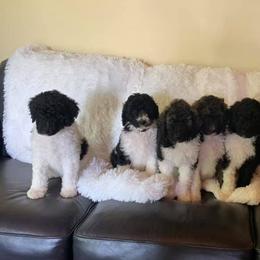 Poodles from Riveroaks
