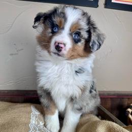 Posh Spice - Blue merle female Miniature Australian Shepherd puppy in Tonasket, Washington from V5 Aussies