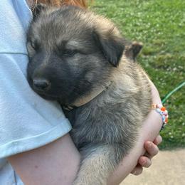 Boy 2 (White) AKA Big Boy - Sable male German Shepherd puppy in Greenwood, South Carolina from Malone’s Palmetto Puppies
