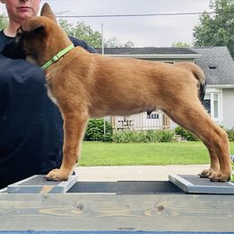 Belgian Malinois Puppies from Pyrex Kennels