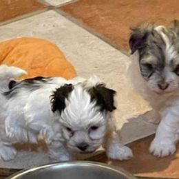 Havanese from Lisa’s Havanese