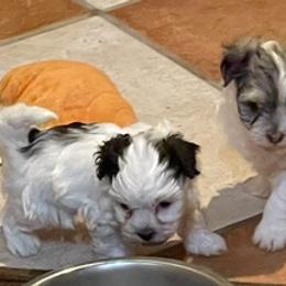 Havanese from Lisa’s Havanese
