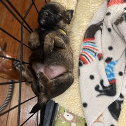 Border Terrier and Jack Russell Terrier Puppies from Cedar Run Border terriers