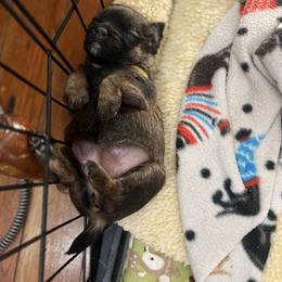Border Terrier and Jack Russell Terrier Puppies from Cedar Run Border terriers