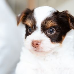 Yorkshire Terriers from Precious Puppies