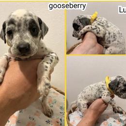 Gooseberry - White and black male Dalmatian puppy in Mesquite, Texas from Dallas Dalmatians