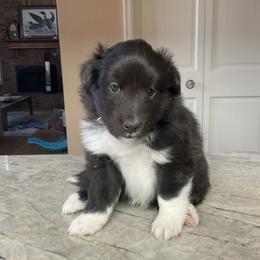Shetland Sheepdog Puppies from Kochar Shelties