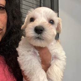 Boy-Yellow - White male Miniature Schnauzer puppy in Lehigh Acres, Florida from Regency Schnauzer