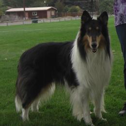 Spirit - Collie