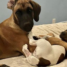 Rhodesian Ridgeback Puppies from Lyonnese Rhodesian Ridgebacks