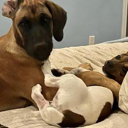 Rhodesian Ridgeback Puppies from Lyonnese Rhodesian Ridgebacks