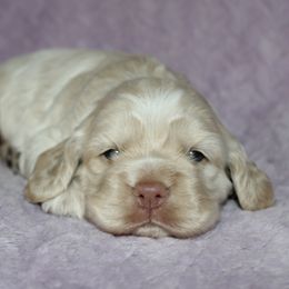 Michael - Buff male Cocker Spaniel puppy in Rebuck, Pennsylvania from Sweet Pups