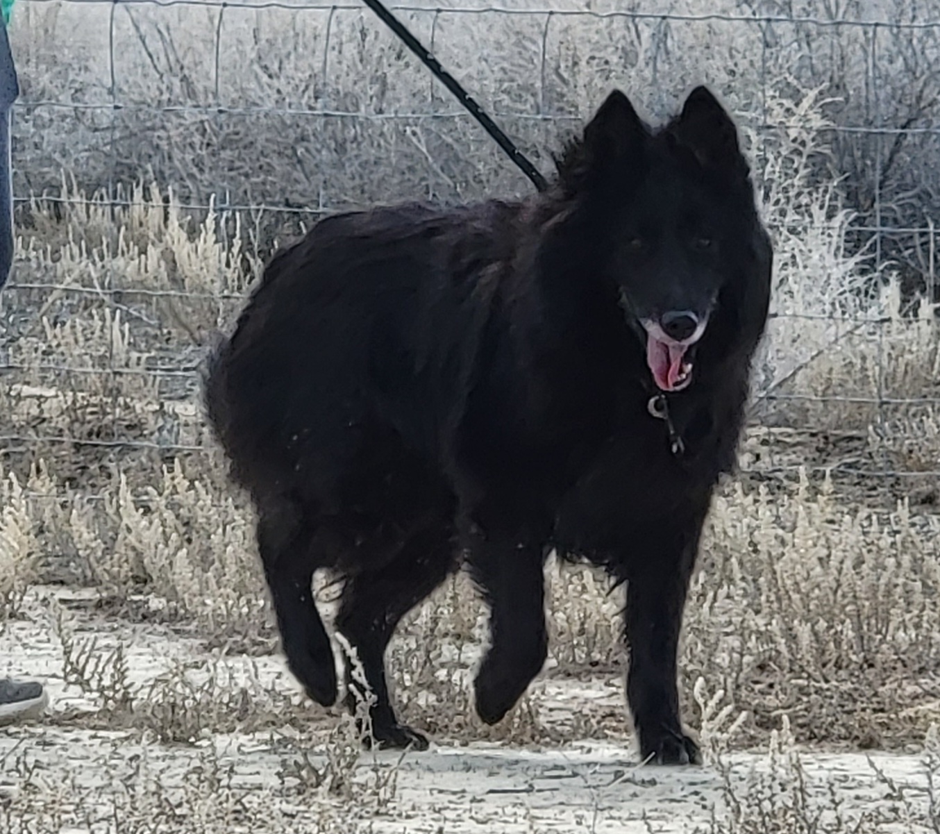 Purple - Belgian Sheepdog