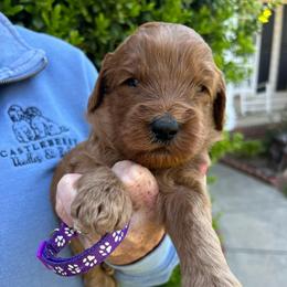 Dark Purple - Red  female Goldendoodle puppy in Indian Trail, North Carolina from Castleberry Doodles and Poodles