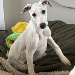 Sheldon - Cream male Whippet puppy in Cornelia, Georgia from Disa & SkylineWhippets