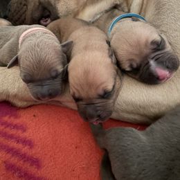 American Bully and American Pit Bull Terrier Puppies from Terminal Velocity Kennels LLC