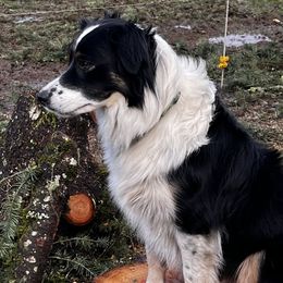 Border Collies from Fluffy Nugget Farm