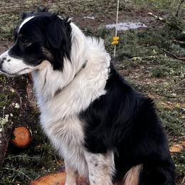 Border Collies from Fluffy Nugget Farm
