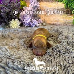 Chocolate based Shaded Red - Red male Dachshund puppy in Rainier, Oregon from Doxies in Wonderland