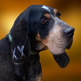 Del Cameron Bred Male Griz - Bluetick Coonhound