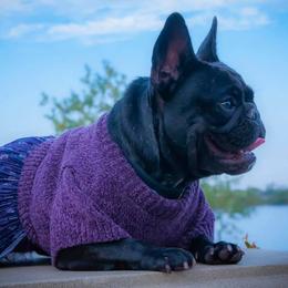French Bulldogs from Flagship Frenchies