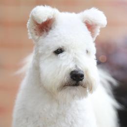 Evike - Pumi
