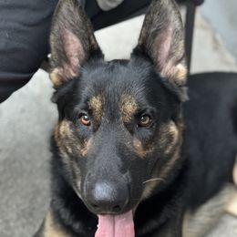 Thor - German Shepherd