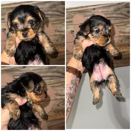 Bella - Black and gold female Morkie puppy in Cleveland, Tennessee from Moody’s Morkies and More
