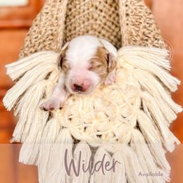 Wilder - Cream male Goldendoodle puppy in Mahomet, Illinois from Jordan Family Doodles