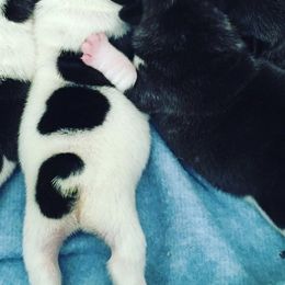 French Bulldogs from Alexa's French Bulldogs