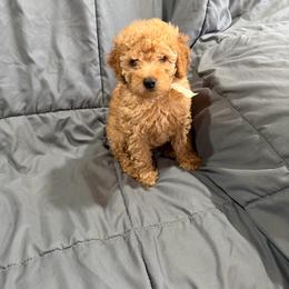 Cooper - Apricot male Poodle puppy in Tennessee Colony, Texas from Poodle an Doodles 3:16