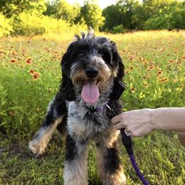 Sophie - Aussiedoodle