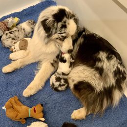 Australian Shepherd Puppies from Highline