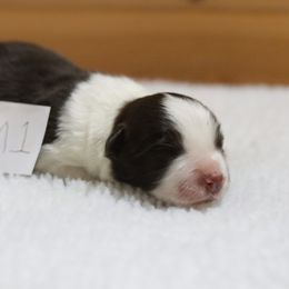 AKC Grand Champion Sired (RM1) - Red male Border Collie puppy in Noble, Oklahoma from CheckItOut Border Collies