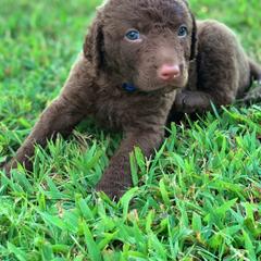 Chesapeake Bay Retriever Puppies from Hickory Creek Chesapeakes