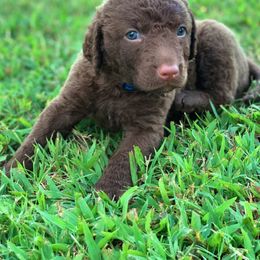 Chesapeake Bay Retriever Puppies from Hickory Creek Chesapeakes