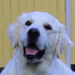 Tesla - Golden Retriever