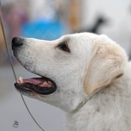 Joxer - Kuvasz