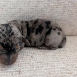 Chief - Dapple male Dachshund puppy in Barnard, Missouri from KB Doxies