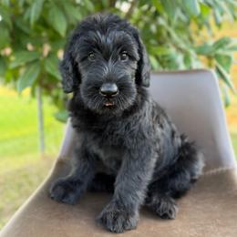 Sierra - Black female Giant Schnauzer puppy in Meridian, Mississippi from Hillside Kennels