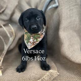 Versace - Black female Labrador Retriever puppy in Puyallup, Washington from 12 Door Farm Labradors