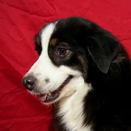 Katie - Miniature American Shepherd