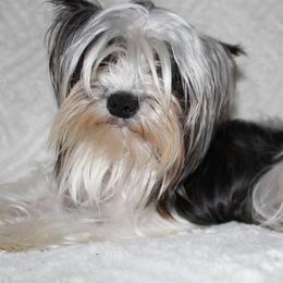Cricket - Yorkshire Terrier
