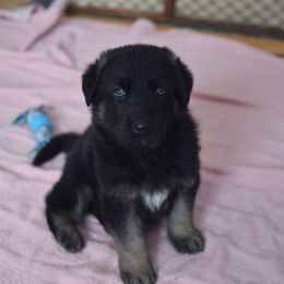 German Shepherd Puppies from Lindenhill GSD
