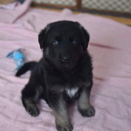 German Shepherd Puppies from Lindenhill GSD