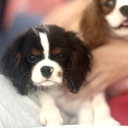 Milo - Tri-color male Cavalier King Charles Spaniel puppy in Pleasant Hill, Iowa from Harvest Creek
